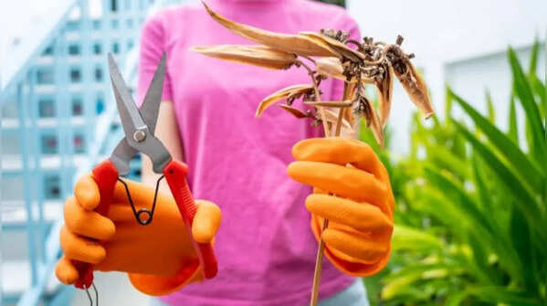 Plants that need pruning in May in India