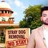 Article image for: SC Refuses Stay On Stray Dog Removal From Public Places; Orders Strict ABC Rule Compliance