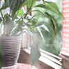 Use indoor plants to improve air quality slightly