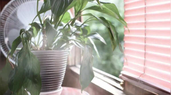 Use indoor plants to improve air quality slightly