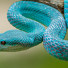 Lesser Sunda Islands pit viper