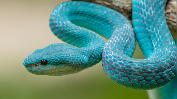 Lesser Sunda Islands pit viper