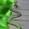 Paradise tree snake