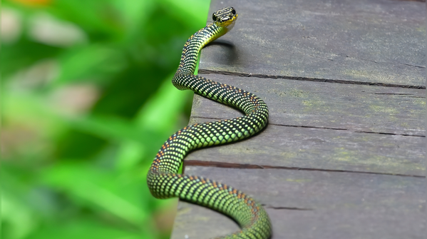 Paradise tree snake