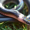 Sunbeam snake