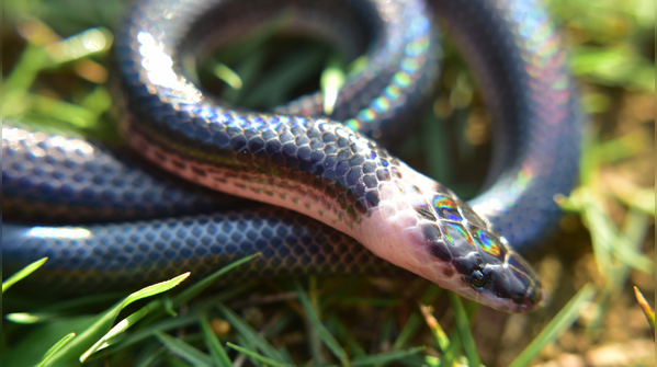 Sunbeam snake