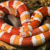 Milk snakes