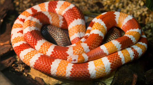Milk snakes