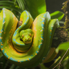 Green tree python