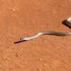 Not all snakes can move this way