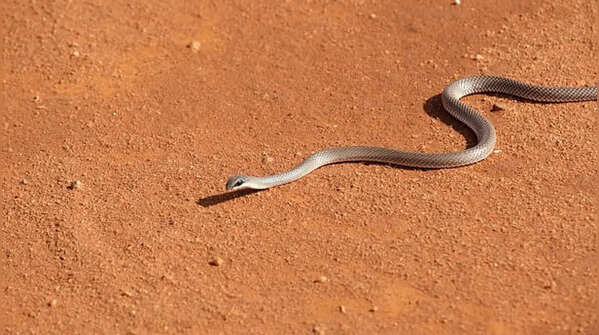 Not all snakes can move this way