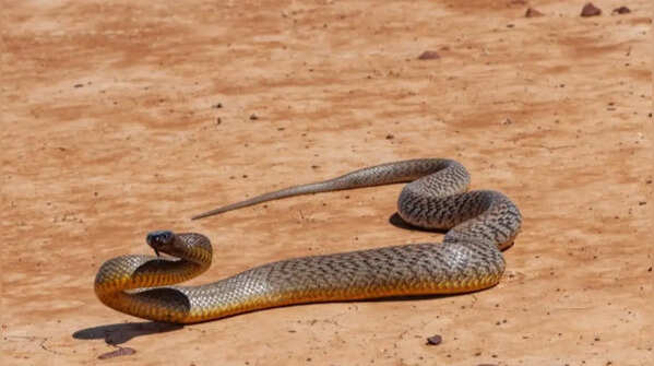 Sidewinding is good for rapid predator evasion