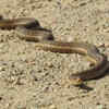 Sidewinding results in mysterious-looking animal tracks