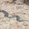Sidewinding results in mysterious-looking animal tracks