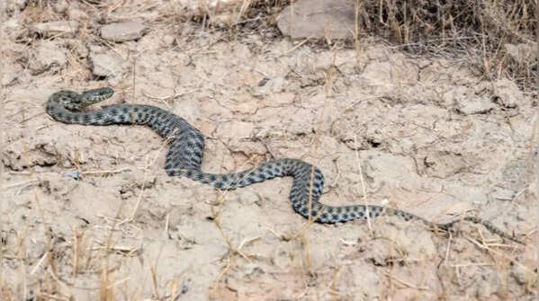 Sidewinding results in mysterious-looking animal tracks