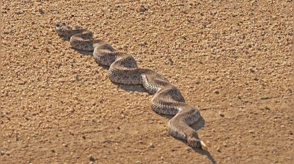 Loose sand complicates ordinary slithering