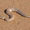 Sidewinding helps minimize contact with hot desert sand