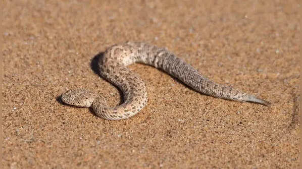 Sidewinding helps minimize contact with hot desert sand