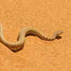 Sidewinder rattlesnake – the snake famous for moving sideways
