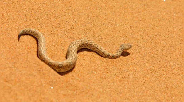 Sidewinder rattlesnake – the snake famous for moving sideways