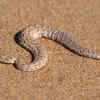 Article image for: Why desert snakes move sideways and leave mysterious tracks in the sand