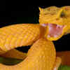 Despite their bright coloring, they are poisonous