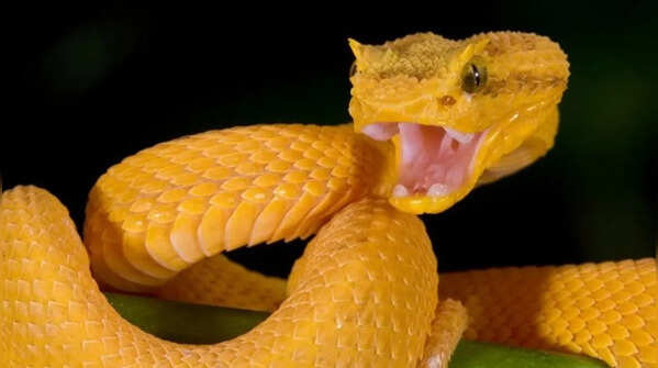 Despite their bright coloring, they are poisonous