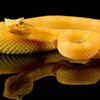 Heat sensors allow this snake to see in the dark