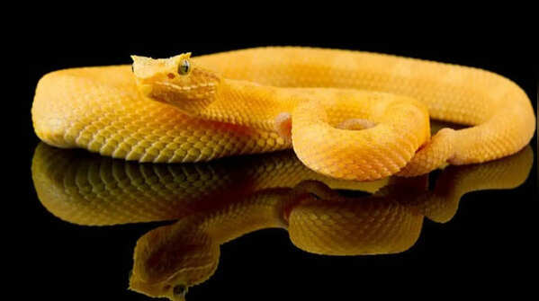 Heat sensors allow this snake to see in the dark
