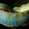 Camouflage and patience help this snake become a skilled hunter