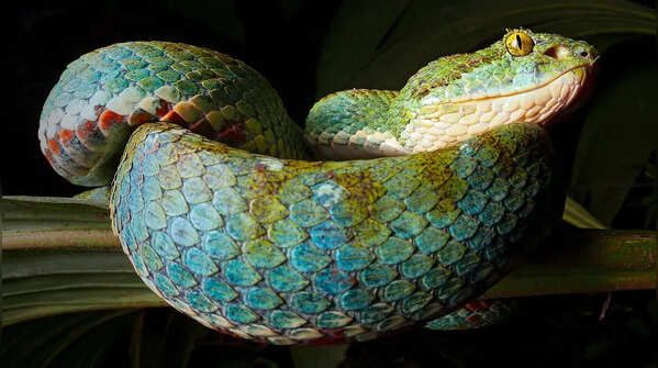 Camouflage and patience help this snake become a skilled hunter