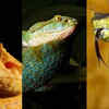 The snake comes in surprisingly vibrant colours