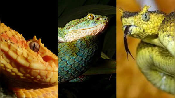 The snake comes in surprisingly vibrant colours