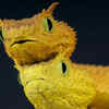 Eyelash viper – the snake with unusual scales on its forehead