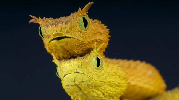 Eyelash viper – the snake with unusual scales on its forehead