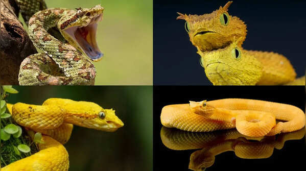 Meet the eyelash viper: One of nature’s most striking snakes