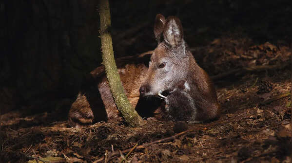 Musk Deer