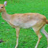 Sangai (Brow-antlered Deer)