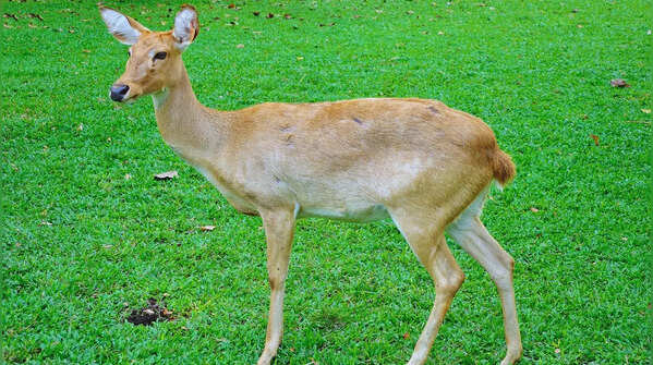 Sangai (Brow-antlered Deer)