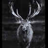 Article image for: Hangul (Kashmir Stag)