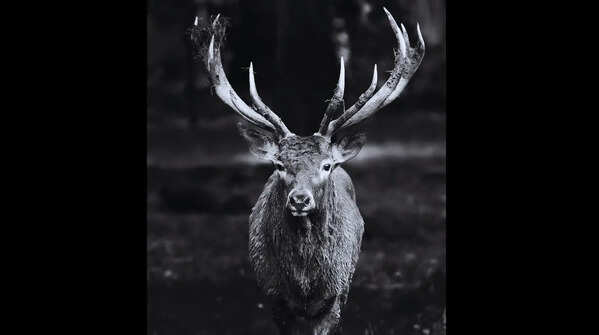 Hangul (Kashmir Stag)