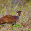 Barking Deer (Indian Muntjac)