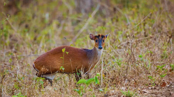 Barking Deer (Indian Muntjac)