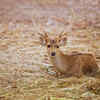 Hog Deer