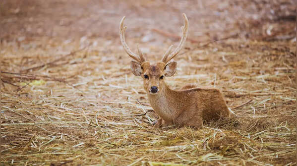 Hog Deer