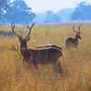 Barasingha (Swamp Deer)