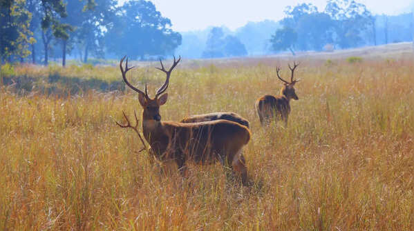 Barasingha (Swamp Deer)