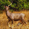 Sambar Deer