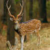 Article image for: Chital (<i class="tbold">spot</i>ted Deer)