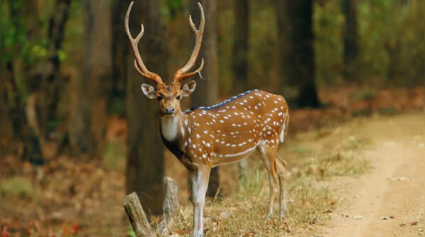 Chital (Spotted Deer)
